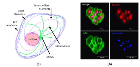 A A Scheme Showing The Organization Of Three Main Cytoskeletal