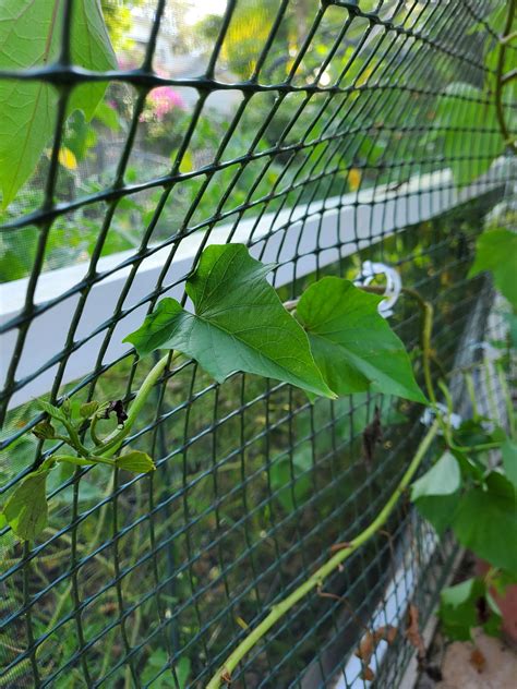 How To Throw Up A Quick Vine Screen The Tropical Grower