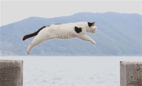 『猫が空を飛ぶ瞬間をおさめた、躍動感あふれる写真12選』 Jumping Cat Cute Cats Cat Love