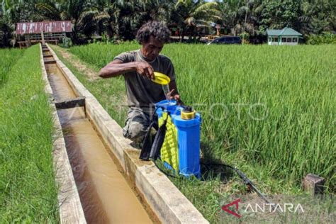 Peneliti Penggunaan Pupuk Organik Bisa Pulihkan Lahan Pertanian