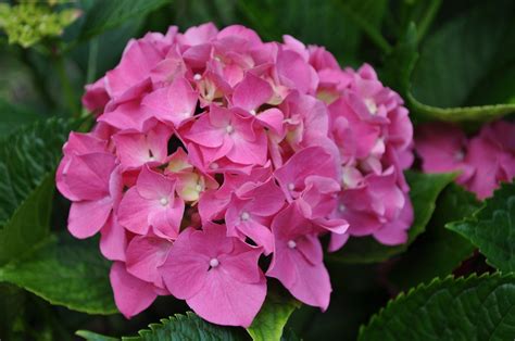 Fotos gratis naturaleza flor pétalo rosado flora hortensia