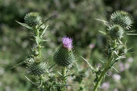 Premium Photo | Beautiful Thistle flowers in nature background