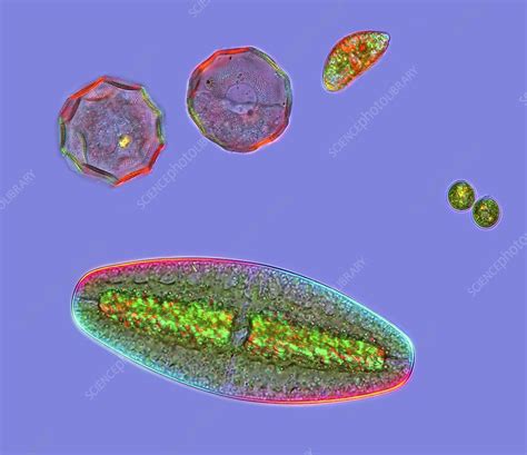 Desmids And Amoeba Light Micrograph Stock Image C024 7992