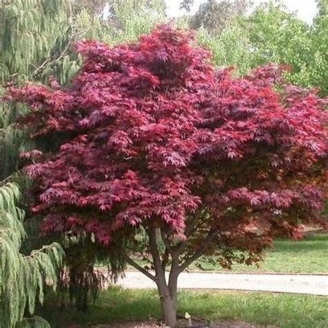 Acer Palmatum Red Emperor Japanese Maple LARGE Circa 80 100cm