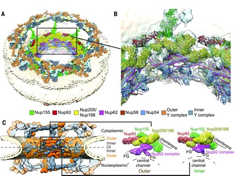 Molecular Architecture Of The Inner Ring Scaffold Of The Human Nuclear