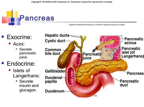 The Exocrine Functions Of The Pancreas