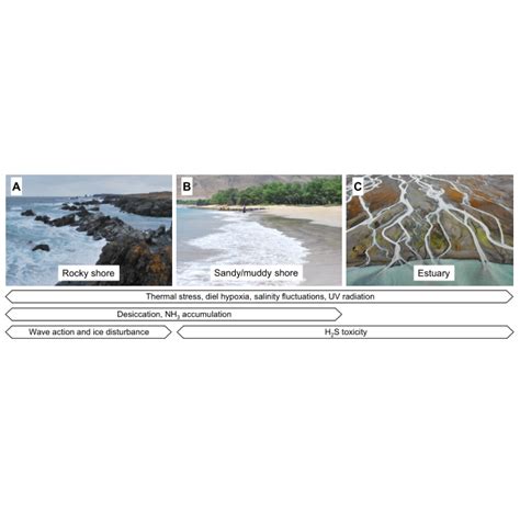 (PDF) Adaptations and plastic phenotypic responses of marine animals to the environmental ...