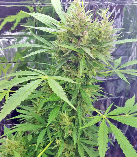 Buy Bcn Power Plant Autoflower Feminized Seeds By Seedstockers