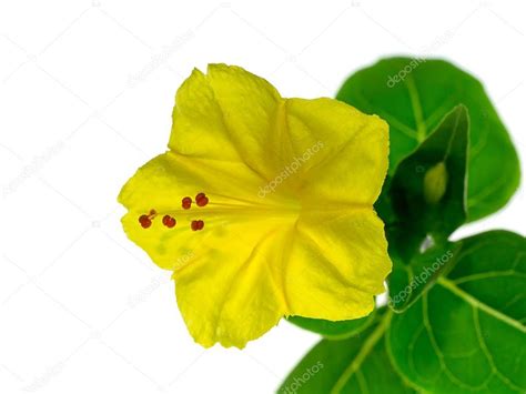 Yellow Flower Mirabilis Jalapa Plant White Background - Stock Photo , # ...