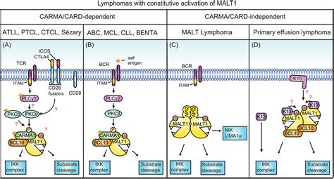 Frontiers Holding All The Cards How Malt Controls Carma Card