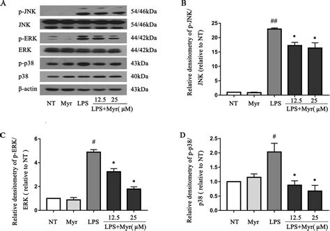 Myricetin Attenuates Lps Induced Inflammation In Raw Macrophages