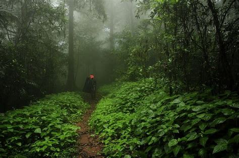 Agumbe - A tropical rain-forest in the heart of South India | Travel Blog