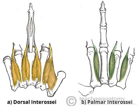 Lumbricals And Interossei Of Hand