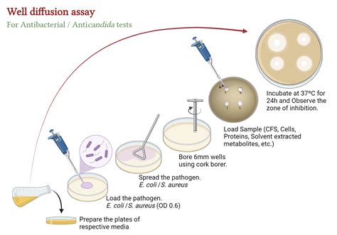 Well Diffusion Assay For Antimicrobial Test Biorender Science Templates