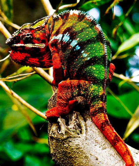 Colorful Lizard From Rain Forest Colorful Lizards Rainforest Animals