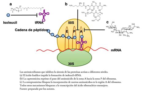 Resistencia De Los Antibi Ticos Lact Micos En Pa Ses Latinoamericanos