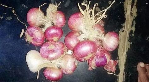 A Grade Red Onions Onion Size Available Large At Rs Tonne In