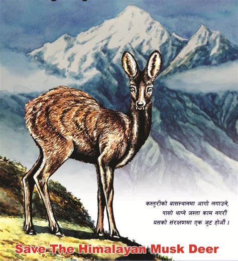 Himalayan musk deer migrating from Myagdi in search of suitable habitat ...