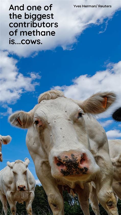 How cow burps and farts contribute to climate change | Fluid Story ...