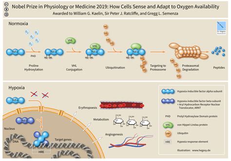 Hypoxia Inducible Factors Encyclopedia MDPI