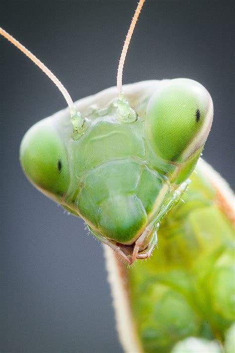 Close Up Of The Face Of A Green Preying Mantis Latin Mantis Religiosa