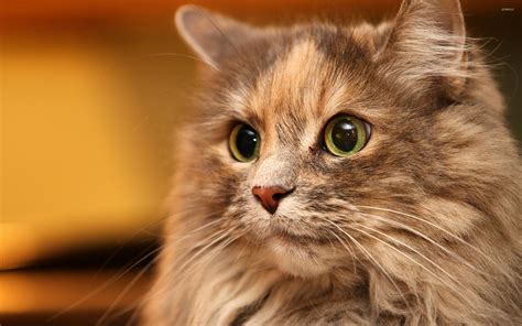 Amazing Furry Cat Wallpaper Animal Wallpapers 39443