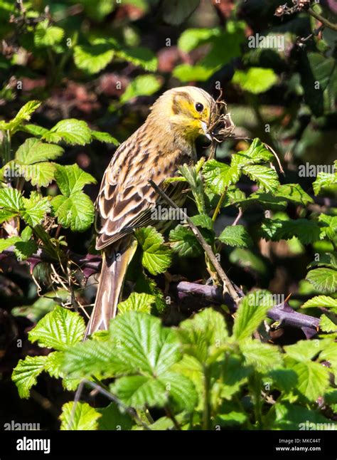 Female yellowhammer hi-res stock photography and images - Alamy