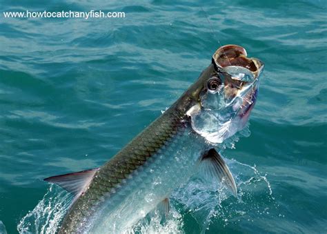 How To Catch Tarpon Tips For Fishing For Tarpon