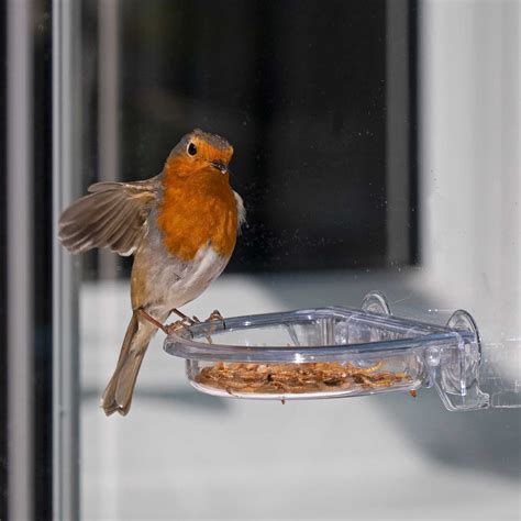 Window Feeders Feeders Living With Birds