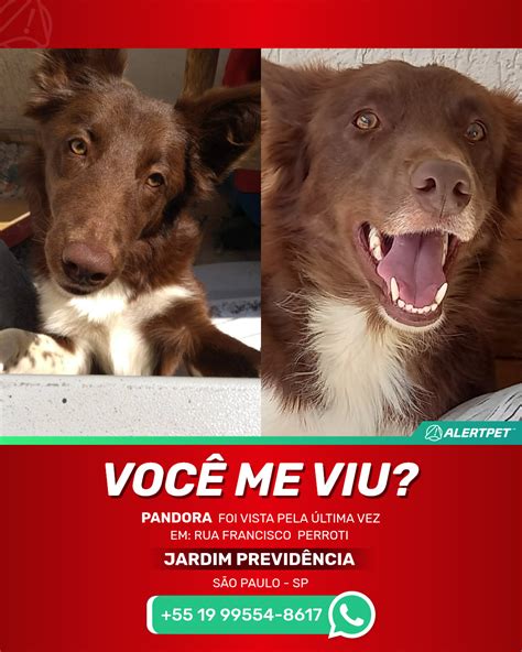 Cachorro Perdido S O Paulo Sp Pandora Alertpet