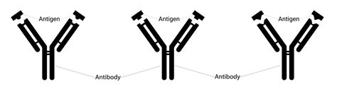 Different types of antigens and different types of antibodies. Human ...