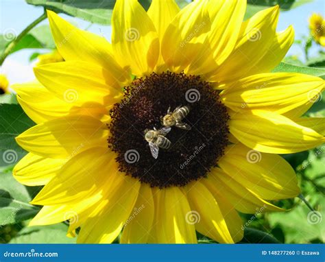 Two Bees Are Sitting On A Sunflower Stock Photo Image Of Clean