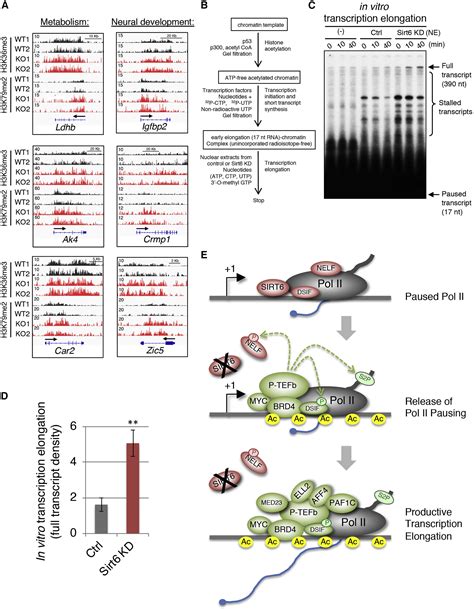 The Histone Deacetylase SIRT6 Restrains Transcription Elongation via ... 