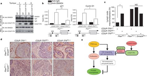 Coup Tfii Interacts With Smad To Modulate Tgf Signalling A