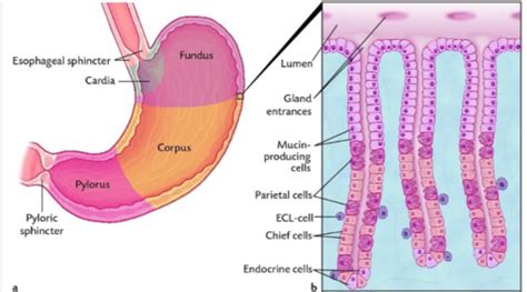 gastric function physiology  flashcards quizlet