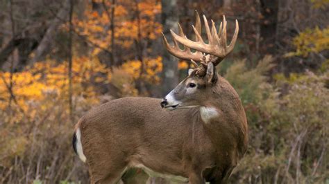 Big Whitetail Buck Wallpaper 56 Images