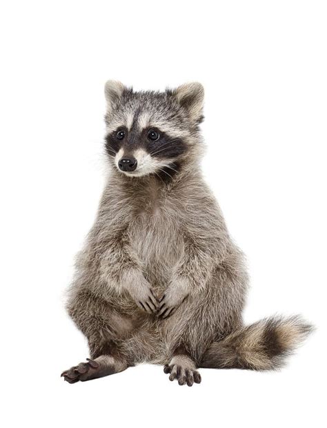 Adorable Raccoon Stock Photo Image 59218354