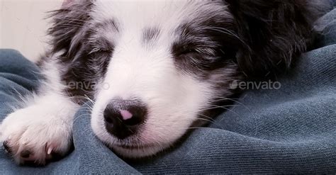 Sleeping! Cute Puppy Sleeping! Stock Photo by AZ-BLT | PhotoDune