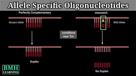 Allele Specific Oligonucleotides ASO Hybridisation Allele Specific