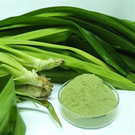 Pandan Leaves Powder/ Panda Leaf Extract/angel + 0084902870213 - Buy ...