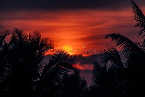 Hojas De Palmera De Silueta Con Hermoso Amanecer En El Fondo Del