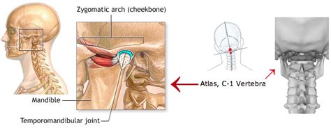 Tmj Pain Can Be Alleviated By Upper Cervical Care