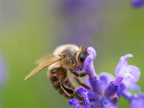 Honey Bee Apis Mellifera Collecting Pollen At Violet Flower Stock