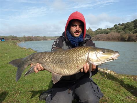 Extrema Fishing Spains News Page Short Break Sight Fishing For Barbel