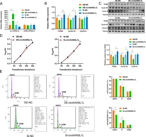 Inhibition Of C2C12 Cell Proliferation By CircKANSL1L A Relative