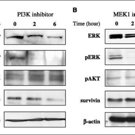 Effect Of PI3K Inhibitor Or MEK1 Inhibitor On The Protein Levels Of