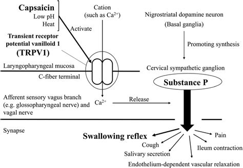 The Physiological Pathway Of The Sensory Nervous System Involved In The