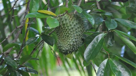 The Most Beautiful Fascinating Amazon Rainforest Plants