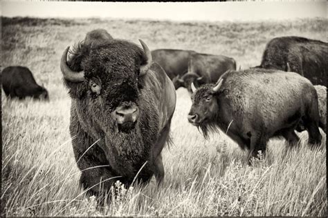 Bison herd in Custer State Park. | Smithsonian Photo Contest ...