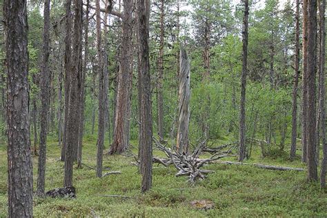 Metsävoitto nämä seitsemän upeaa metsää on nyt suojeltu pysyvästi